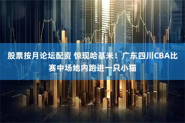 股票按月论坛配资 惊现哈基米！广东四川CBA比赛中场地内跑进一只小猫